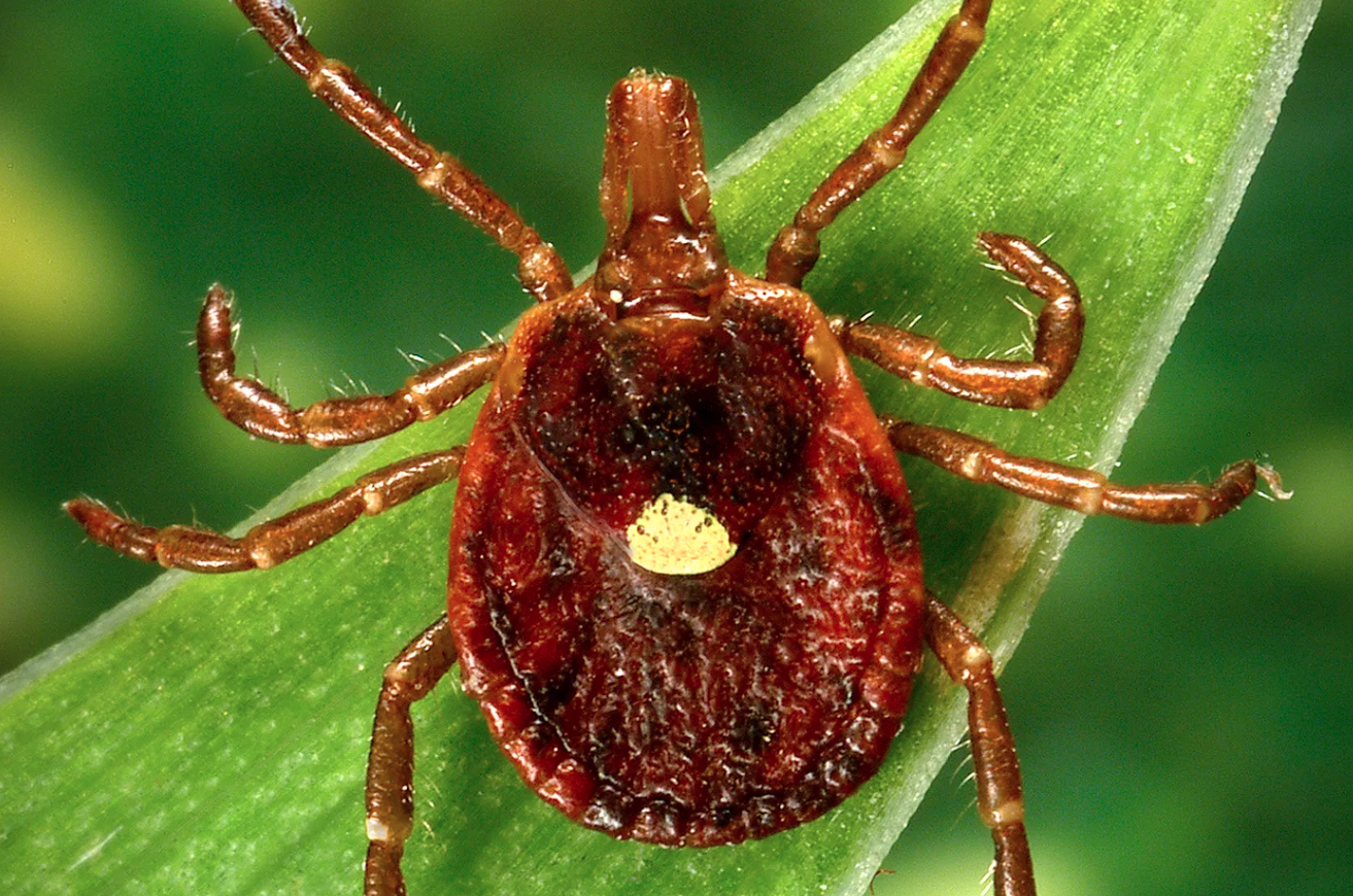 This undated photo provided by the U.S. Centers for Disease Control and Prevention shows a female Lone Star tick, which – despite its Texas-sounding name, is found mainly in the Southeast. Researchers have found that the bloodsuckers carry a sugar which humans don’t have, and can make those bitten have an allergic reaction to red meat. James Gathany/CDC via AP