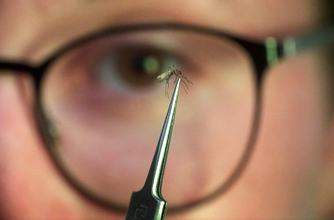 Mosquito-in-front-of-eye-glasses