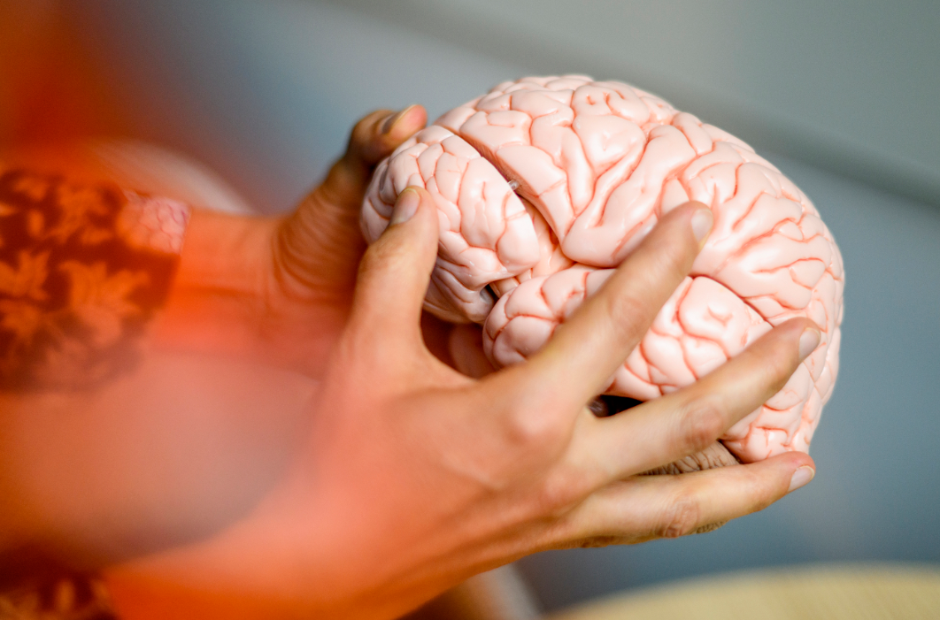 Susanne Jaeggi, psychology professor at Northeastern University, shows a brain model at her office in the ISEC building in Boston. Photo by Matthew Modoono/Northeastern University