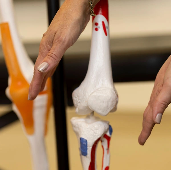 Hands guiding students attention to skeletal knee joint at Northeastern University