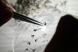 Puerto Rico just declared a public health emergency due to an epidemic of dengue fever, transmitted by mosquitos. Cases are exploding in the Americas. Photo by Luis ROBAYO via Getty Images