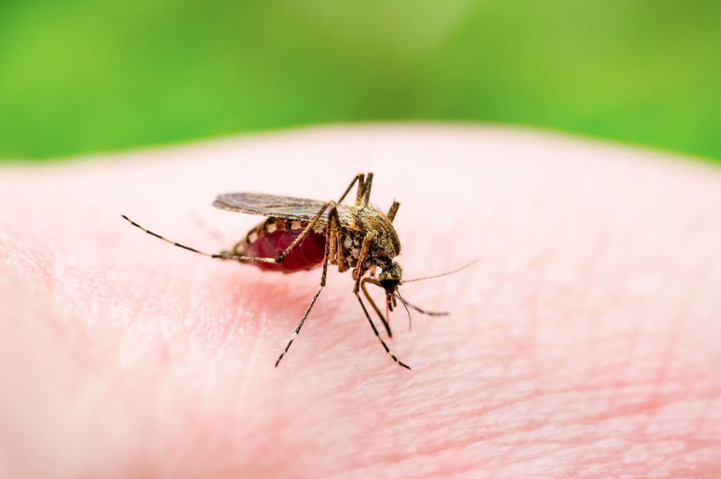 The mosquito-borne virus eastern equine encephalitis has been reported in five states and has resulted in the death of a New Hampshire man. Will risk carry into October? Getty Images