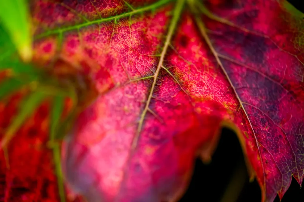 Autumn brings changing leaves-and seasonal misery for those allergic to ragweed pollen and mold. And ragweed season is just getting longer. Photo by Matthew Modoono/Northeastern University