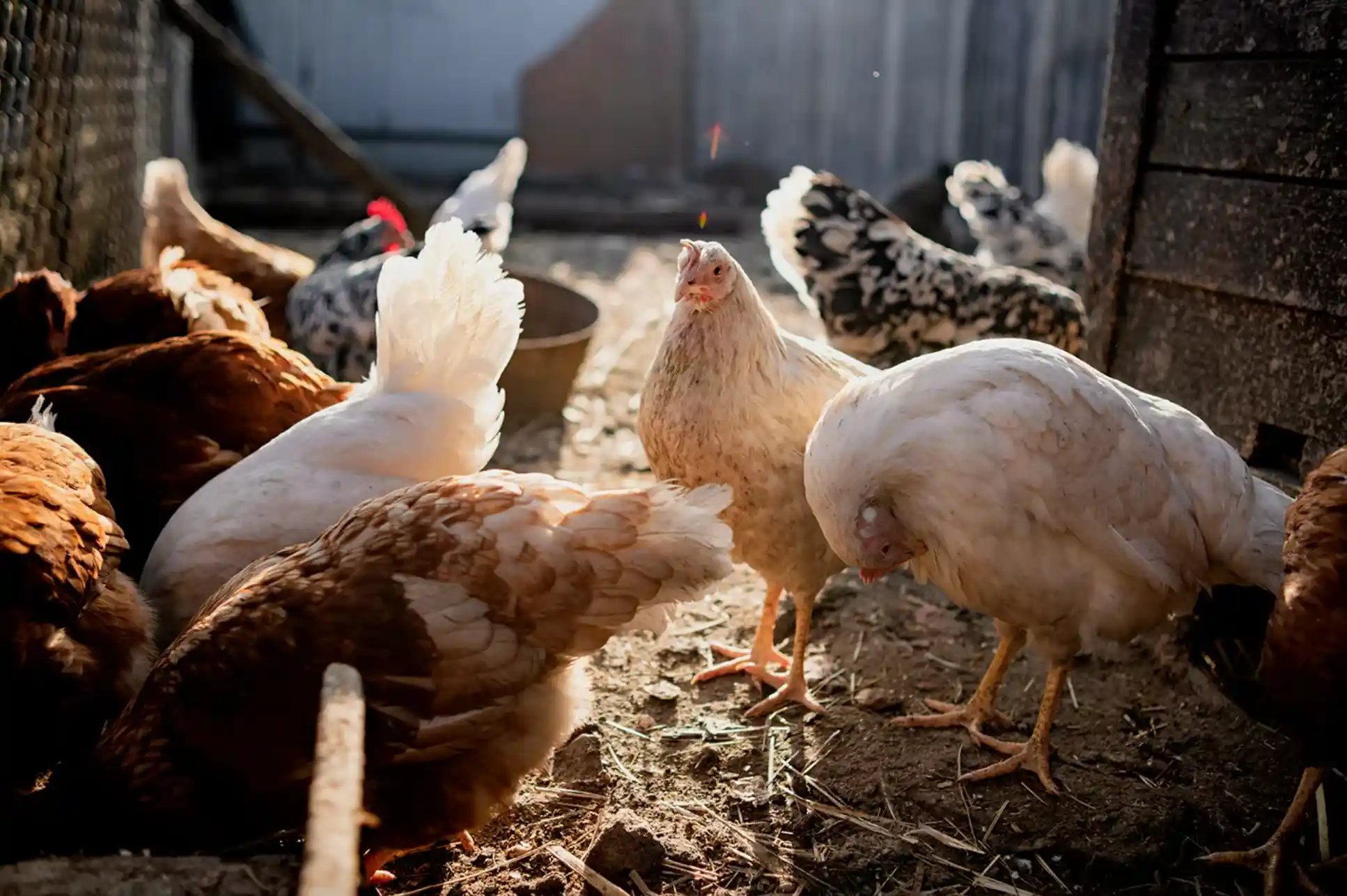 Photo of chickens in a backyard