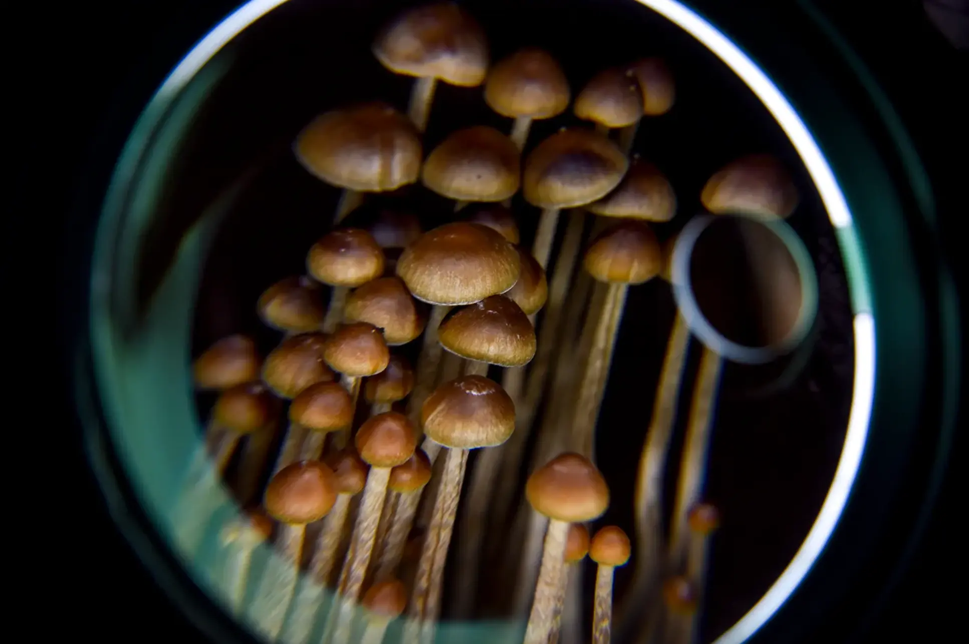 photo of "magic mushrooms" which contain psilocybin. Research shows promise as a potential course of treatment for mild repetitive head injuries.