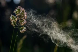 Pollen counts can cause seasonal allergy symptoms to blossom. There are remedies to tamp down the misery. Getty Images