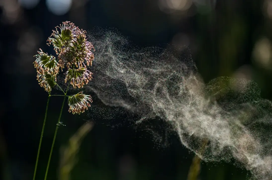 Pollen counts can cause seasonal allergy symptoms to blossom. There are remedies to tamp down the misery. Getty Images