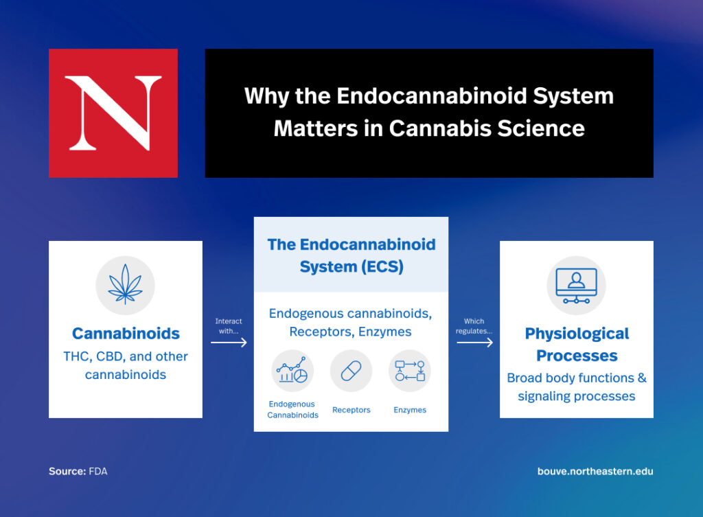 Graphic explaining why the endocannabinoid system matters in cannabis science. It shows how cannabinoids interacts with the endocannabinoid system (ECS) and how it regulates physiological processes.